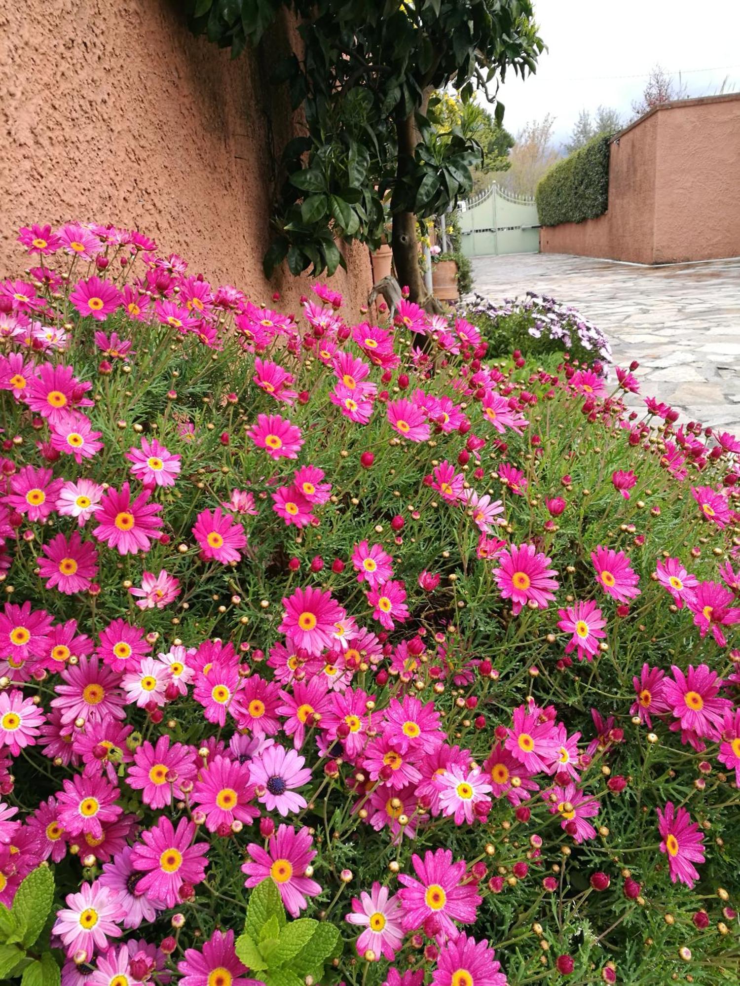 Giusy Bed And Breakfast Marina Di Carrara Ngoại thất bức ảnh